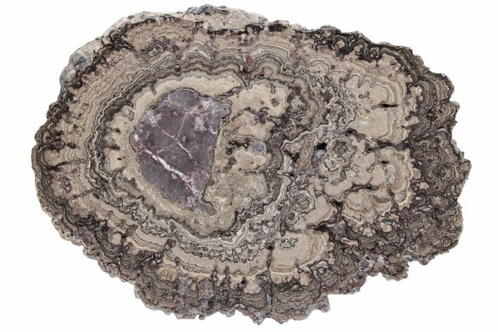 Polished, Cretaceous, Oncolite Stromatolite Fossil - Mexico #231374